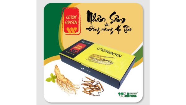 cordyceps-mycelium-vien-dong-trung-ha-thao
