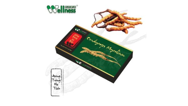 cordyceps-mycelium-vien-dong-trung-ha-thao